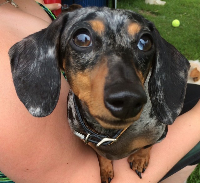 black dachshund puppy with puppy eyes