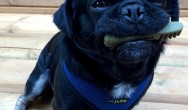 Kilo the pug with greenies treat in mouth