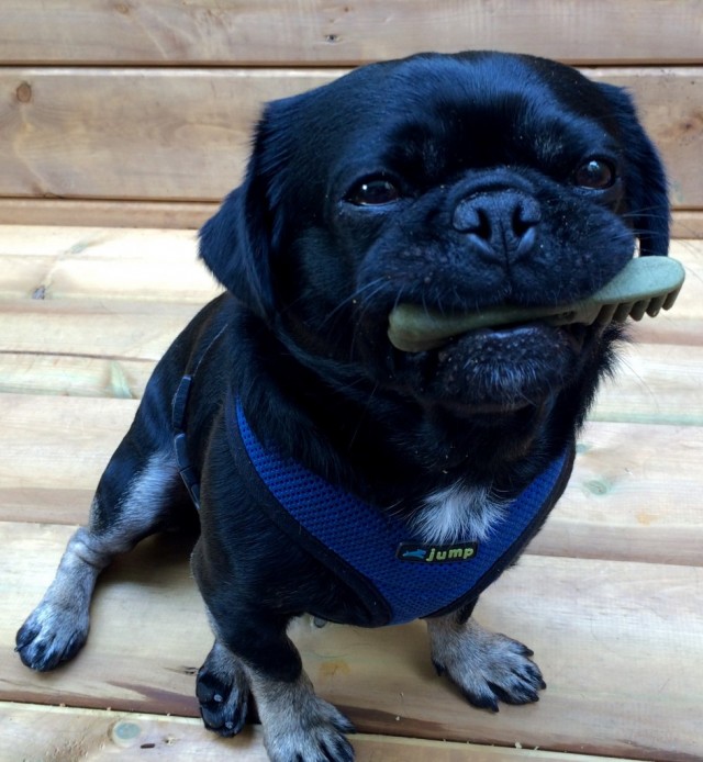 Kilo the pug with greenies treat in mouth