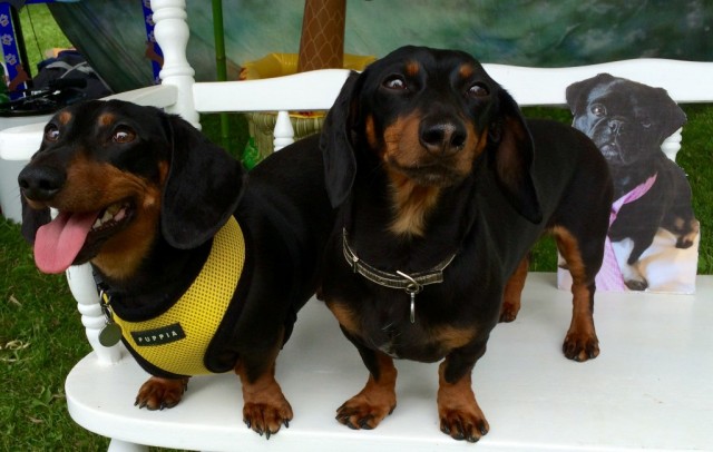 Oakley, Crusoe and flat Kilo sit on bench at wienerfest