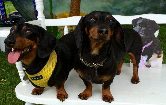 Media Star Making a Difference: Crusoe The Celebrity Dachshund - Talent  Hounds