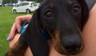 black dachshund puppy being held