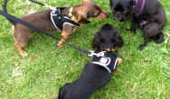 two dachshunds meeting a black pug