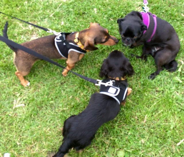 two dachshunds meeting a black pug