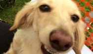 golden dachshund smiling at camera