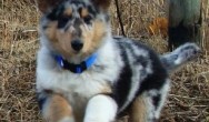 Charlie the puppy does a happy dance