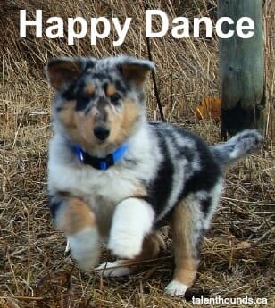 Charlie the puppy does a happy dance