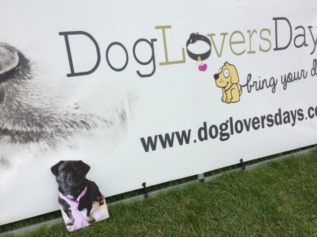 flat Kilo in front of Dog Lovers Day sign