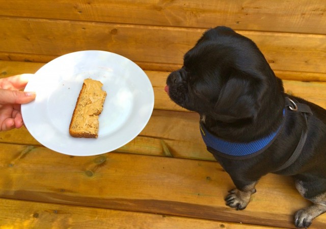 Kilo sitting waiting for toast and peanut butter