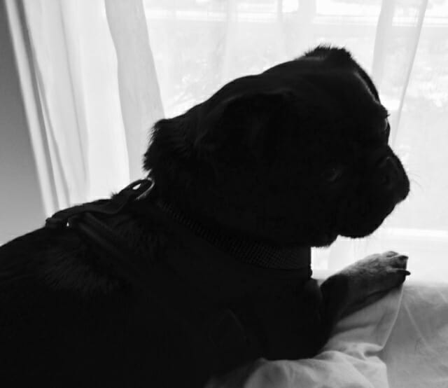 Kilo the Pug sitting by window