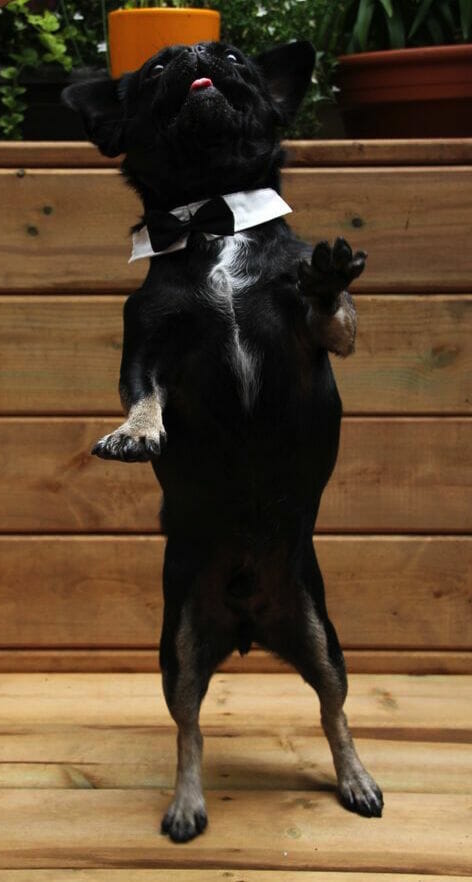 Kilo dancing in black tie