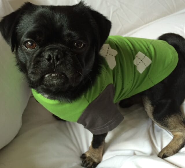 Kilo the pug dressed up for golf