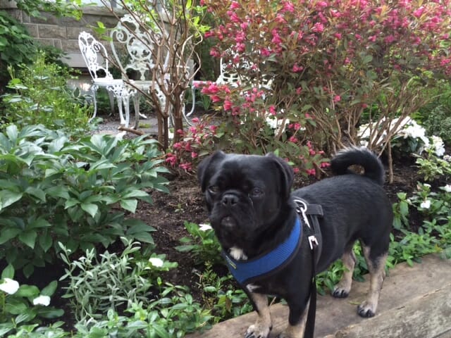 Kilo in front garden