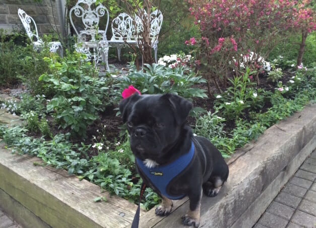 Kilo on front wall of garden