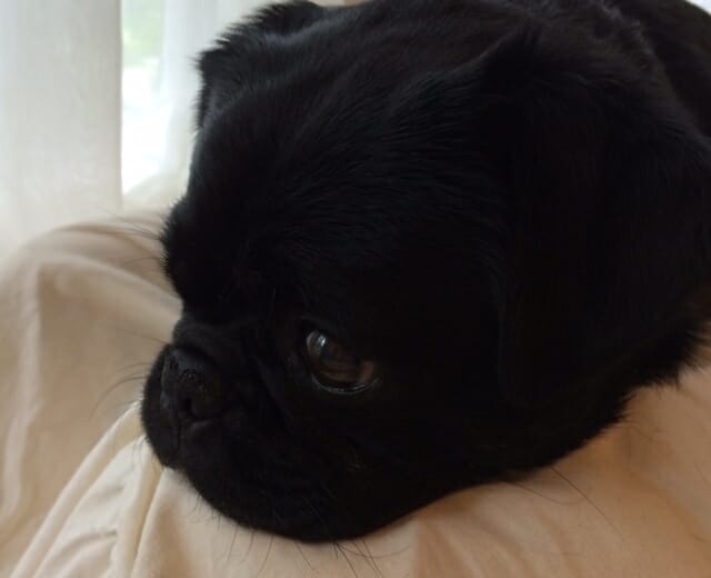 Kilo the Pug snoozing on couch