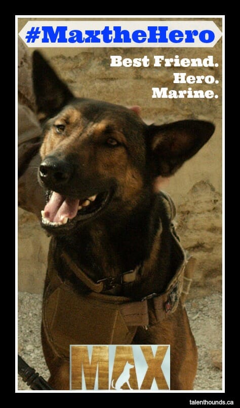 Max the Belgian Malinois Hero Dog Movie Star