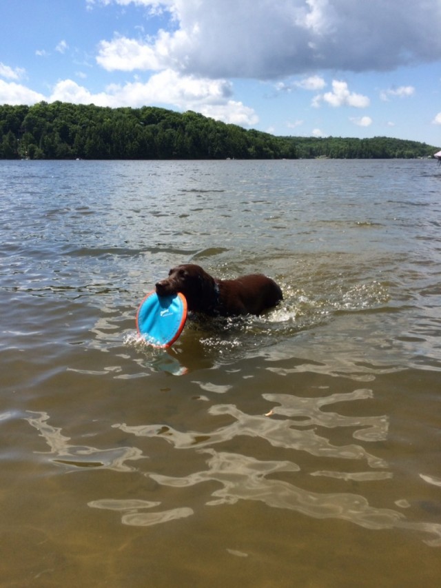 Nick's dog retrieving in lake