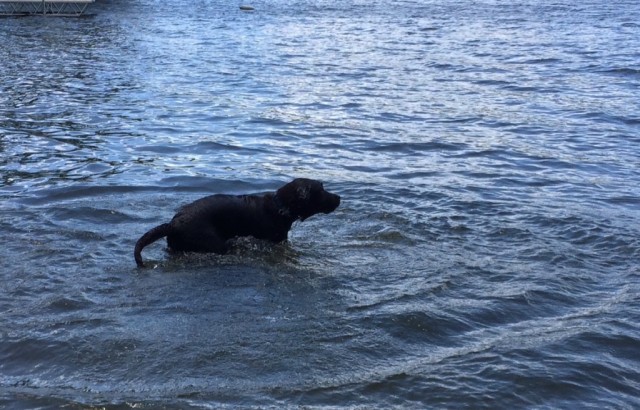 Nicks dog swimming