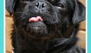 Kilo the pug's funny Tongue Out Tuesday face