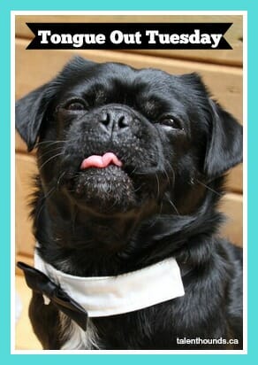 Kilo the pug's funny Tongue Out Tuesday face