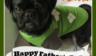 Kilo the pug wishing a happy father's day