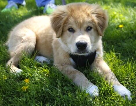 Cute Puppy Laying on the grass