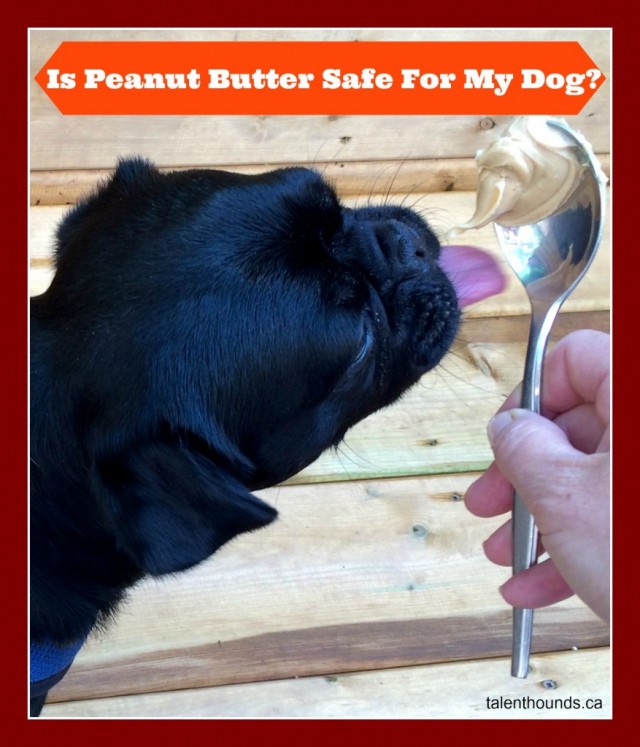 Kilo eating peanut butter