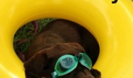 Chocolate Lab in pool tube