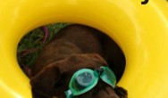 Chocolate Lab in pool tube