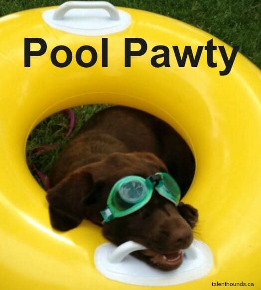 Chocolate Labrador Retriever in pool tube for a pool party
