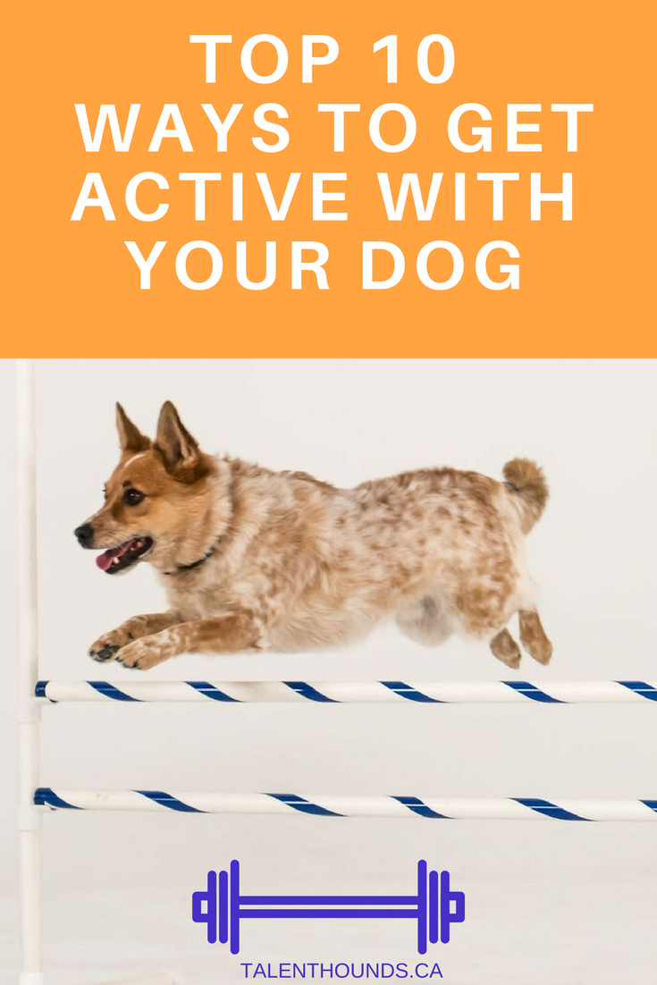 10 Great Ways to Get Active with Your Dog Talent Hounds