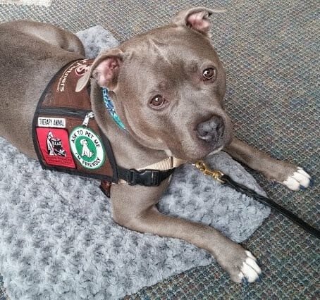 Jeffrey the pit bull looking at camera