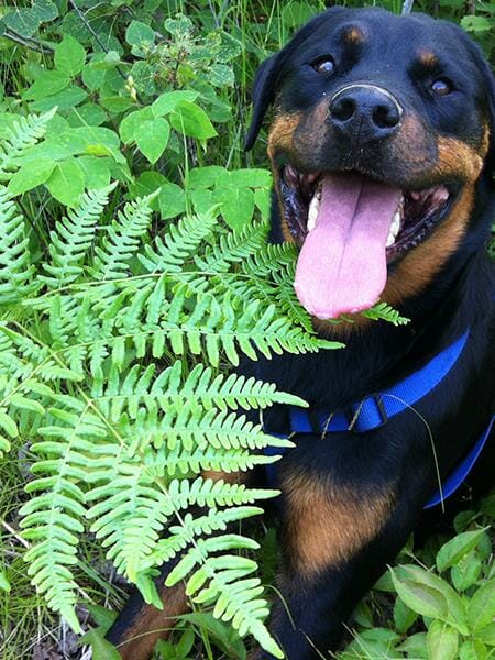 rottweiler for tongue out tuesday