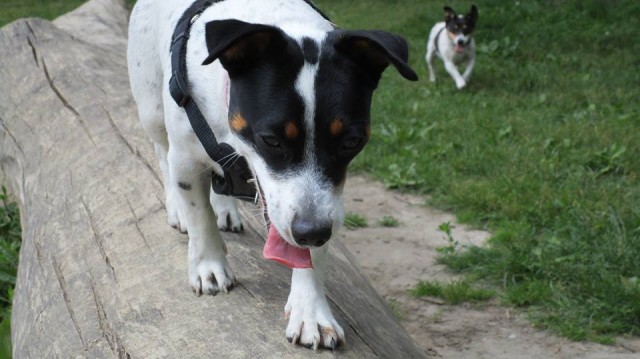 shivers the Jack Russell walking for tongue out tuesday