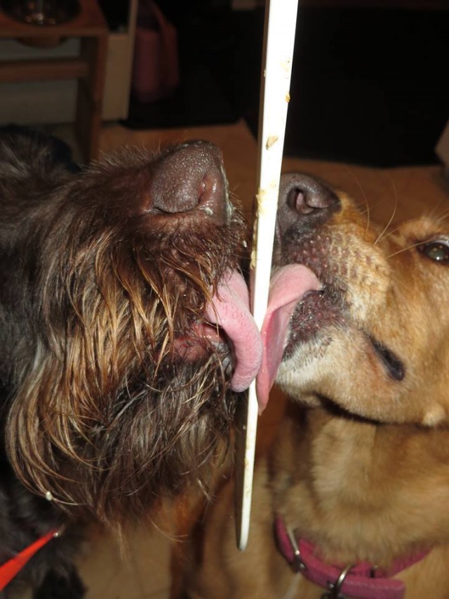 two dogs lick peanut butter for tongue out tuesday