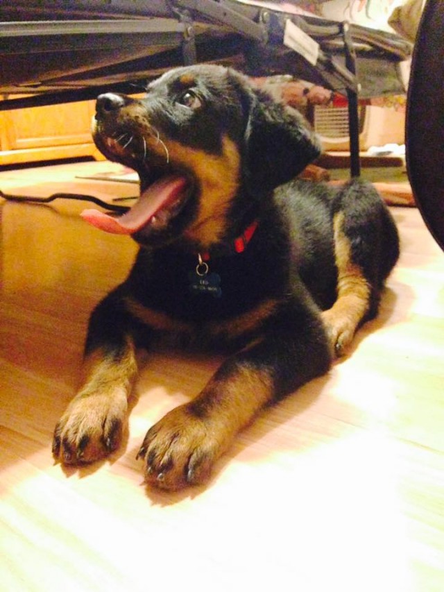 Puppy Leo for Tongue Out Tuesday