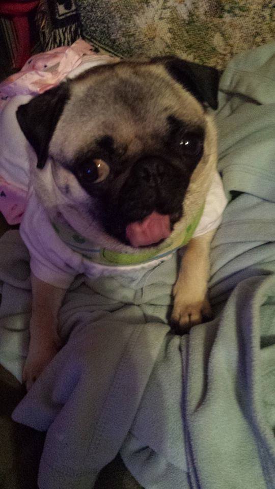 Chloe the Pug for Tongue Out Tuesday