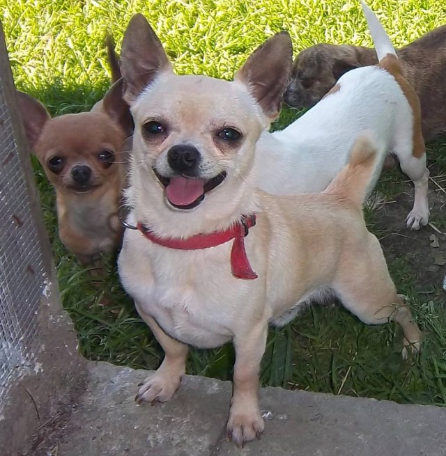 tan chi for Tongue out Tuesday 