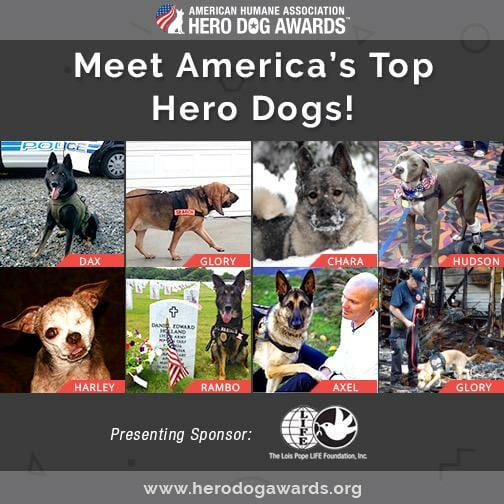 AHA Hero Dog poster
