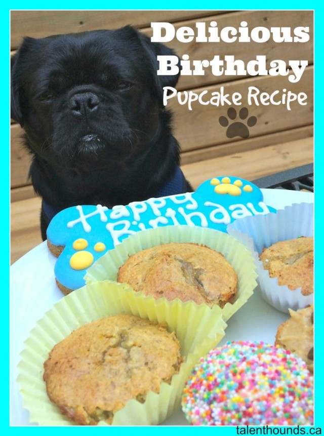 delicious birthday pupcakes for Kilo the Pug