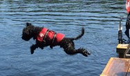 Buster dock diving