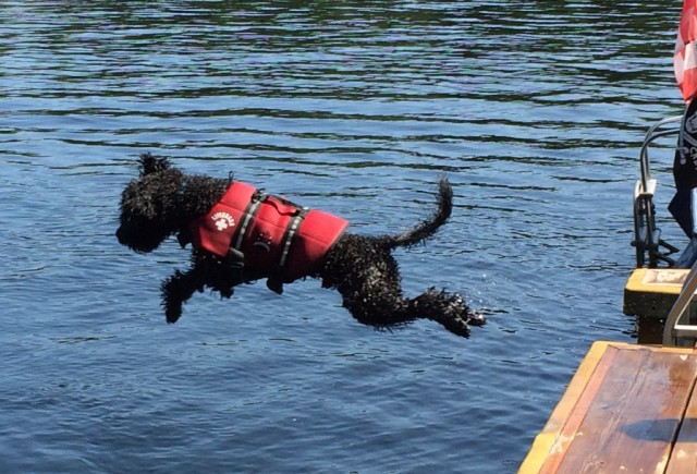 Buster the Portuguese Water Dog dock diving safely in Muskoka