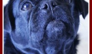 Kilo the pug says onions are toxic