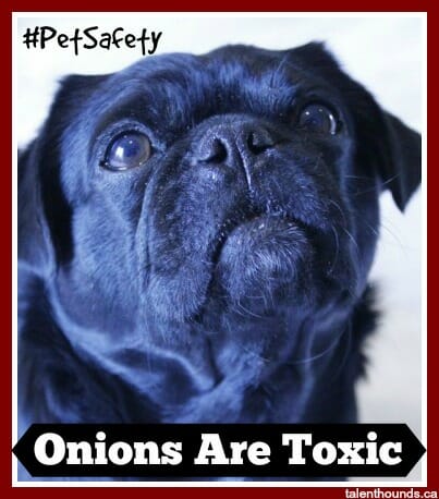 Kilo the pug says onions are toxic