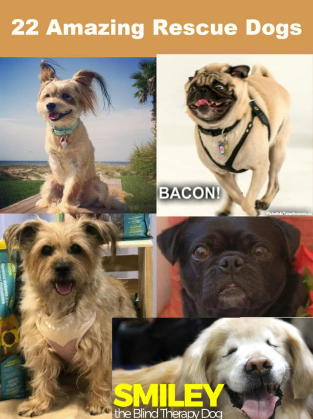 Celebrate 22 Amazing Rescue Dogs Making a Difference including Fishstick, Kilo, Linzy, Smiley and 