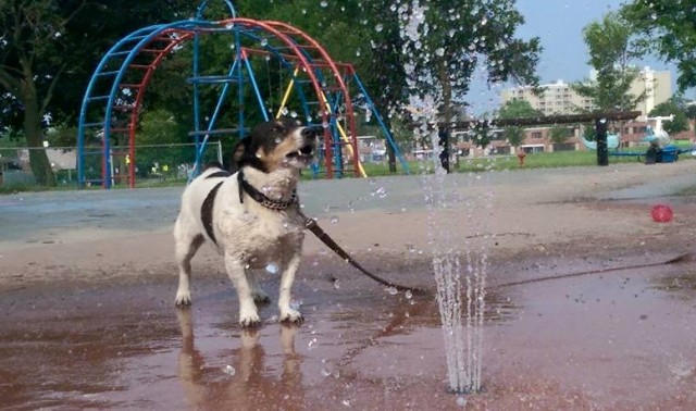 Dogs at park in water