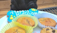 Kilo the Pug eats birthday treats