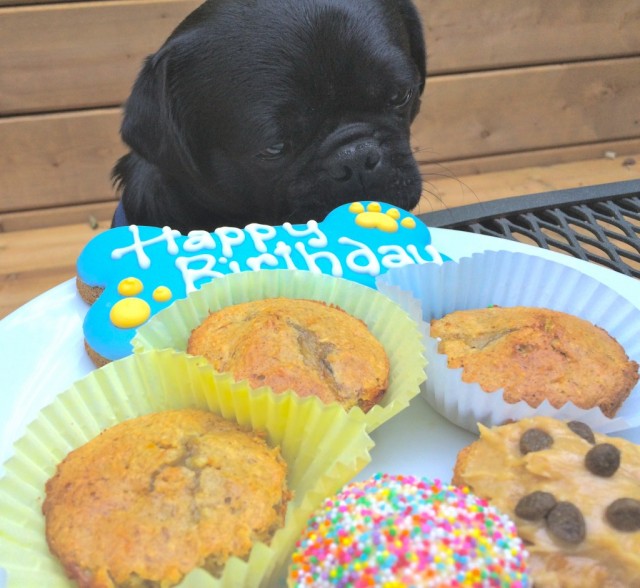 Kilo the Pug eats birthday treats