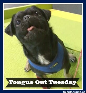 Kilo-on-ramp-tongue-out-tuesday