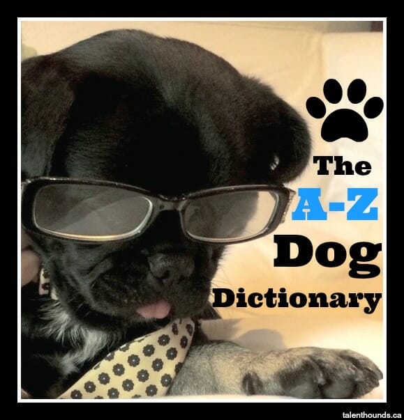 Kilo the Pug in tie and glasses shares the A-Z Dog Dictionary